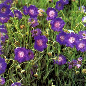 6 x scabieuse caucasienne  - scabiosa caucasica 'clive greaves'  - godet 9x9 cm