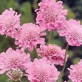 Petite scabieuse  - scabiosa columbaria 'pink mist'  - godet 9x9 cm