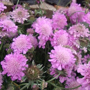 Petite scabieuse  - scabiosa columbaria 'pink mist'  - godet 9x9 cm