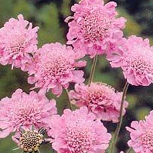 6 x petite scabieuse  - scabiosa columbaria 'pink mist'  - godet 9x9 cm