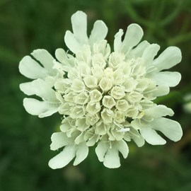 6 x scabieuse ochroleuca - scabiosa ochroleuca  - godet 9x9 cm