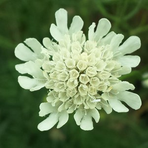 6 x scabieuse ochroleuca - scabiosa ochroleuca  - godet 9x9 cm