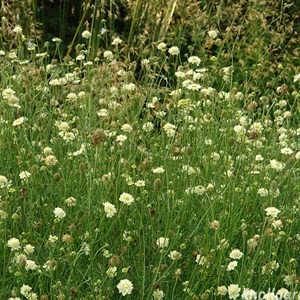 6 x scabieuse ochroleuca - scabiosa ochroleuca  - godet 9x9 cm