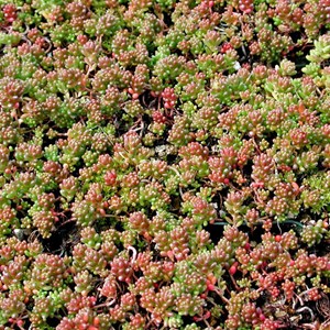 Orpin blanc  - sedum album 'coral carpet'  - godet 9x9 cm