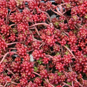 6 x orpin blanc  - sedum album 'coral carpet'  - godet 9x9 cm