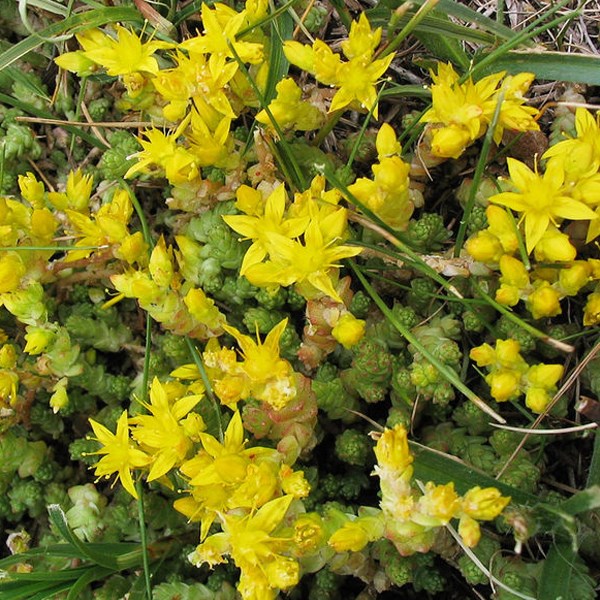 Arborix - 6 x orpin âcre - sedum acre  - godet 9x9 cm