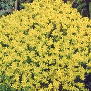 6 x orpin âcre - sedum acre  - godet 9x9 cm