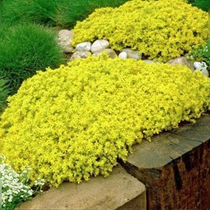 Orpin âcre  - sedum acre 'elegans'  - godet 9x9 cm