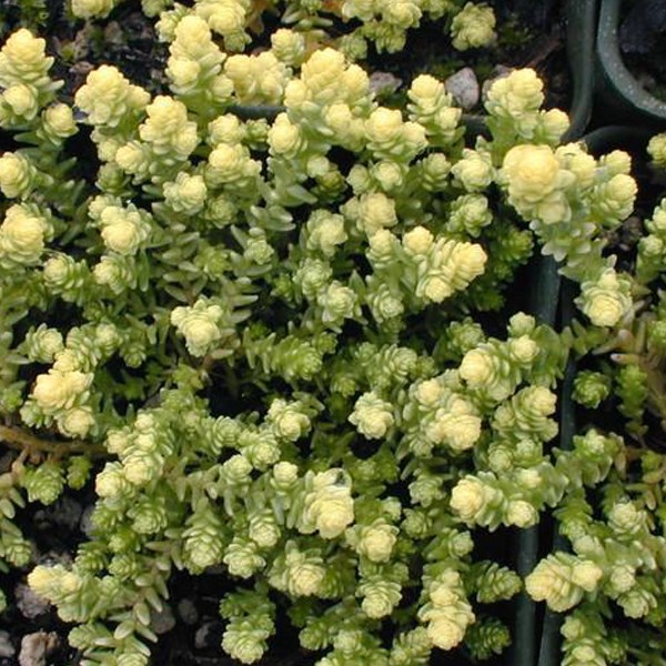 Arborix - 6 x orpin âcre  - sedum acre 'elegans'  - godet 9x9 cm