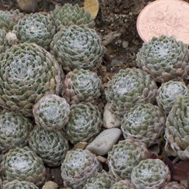 6 x joubarbe toile d'araignée - sempervivum arachnoideum  - godet 9x9 cm