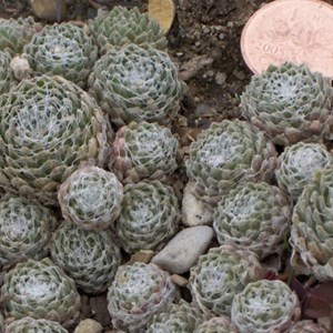 6 x joubarbe toile d'araignée - sempervivum arachnoideum  - godet 9x9 cm