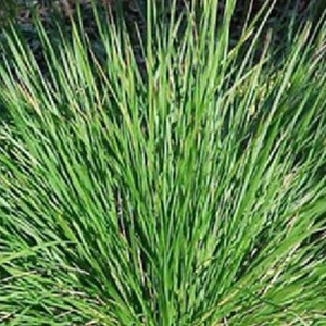 6 x sesleria bleu - sesleria caerulea  - godet 9x9 cm