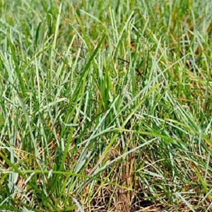 6 x sesleria bleu - sesleria caerulea  - godet 9x9 cm