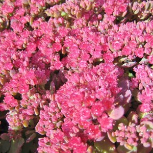 Orpin cauticola  - sedum cauticola 'lidakense'  - godet 9x9 cm