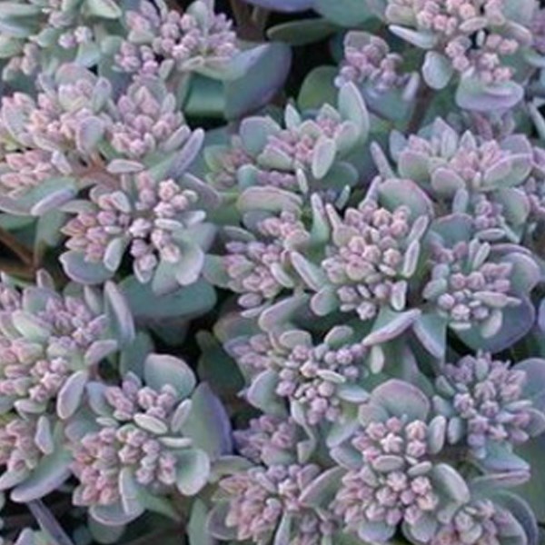 Arborix - 6 x orpin cauticola  - sedum cauticola 'lidakense'  - godet 9x9 cm