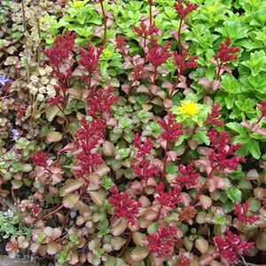 Orpin spurium  - sedum spurium 'purpurteppich'  - godet 9x9 cm