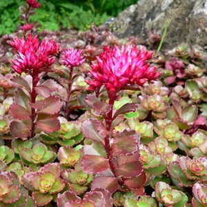 6 x orpin spurium  - sedum spurium 'purpurteppich'  - godet 9x9 cm