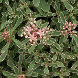 Orpin bâtard panaché  - sedum spurium 'variegatum'  - godet 9x9 cm