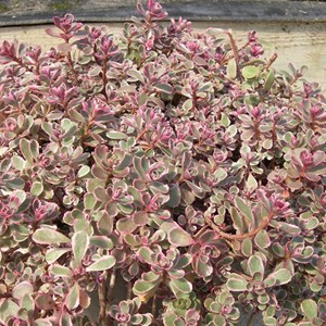 Orpin bâtard panaché  - sedum spurium 'variegatum'  - godet 9x9 cm