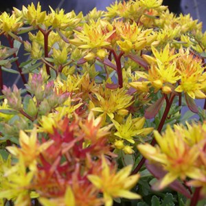 Orpin du kamtchatka  - sedum floriferum 'weihenstephaner gold'  - godet 9x9 cm