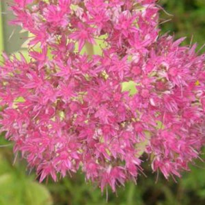 Orpin d'automne  - sedum 'herbstfreude'  - godet 9x9 cm