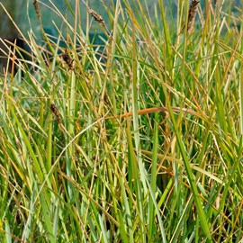 6 x sesleria bleu - sesleria heufleriana  - godet 9x9 cm