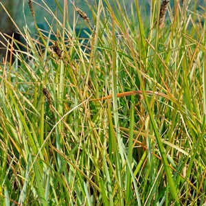 6 x sesleria bleu - sesleria heufleriana  - godet 9x9 cm