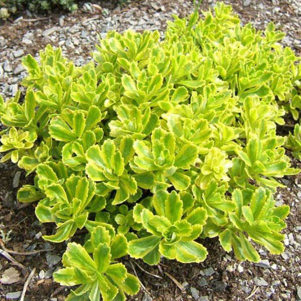 Arborix - 6 x orpin du kamtchatka - sedum kamtschaticum  - godet 9x9 cm