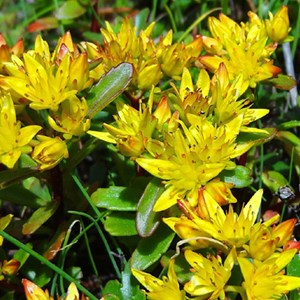 6 x orpin du kamtchatka - sedum kamtschaticum  - godet 9x9 cm