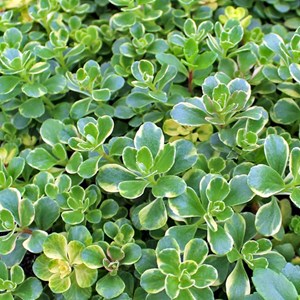 Orpin du kamtchatka  - sedum kamtschaticum 'variegatum'  - godet 9x9 cm