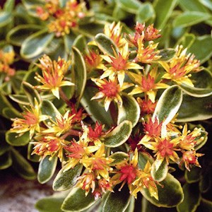 Orpin du kamtchatka  - sedum kamtschaticum 'variegatum'  - godet 9x9 cm