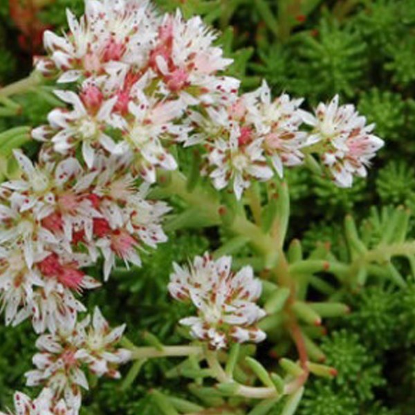 Arborix - 6 x orpin lydium - sedum lydium  - godet 9x9 cm