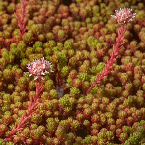 6 x orpin lydium - sedum lydium  - godet 9x9 cm