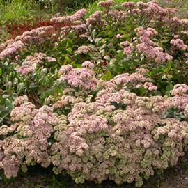 Orpin  - sedum 'matrona'  - godet 9x9 cm