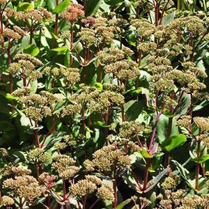 Orpin  - sedum 'matrona'  - godet 9x9 cm