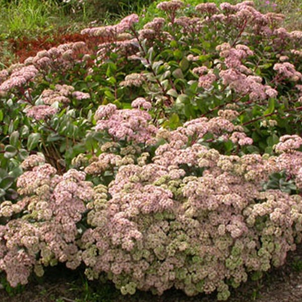 Arborix - 6 x orpin  - sedum 'matrona'  - godet 9x9 cm