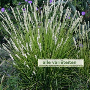 Sesleria nitida - godet 9x9 cm