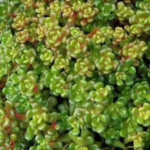 6 x orpin de l'oregon - sedum oreganum  - godet 9x9 cm