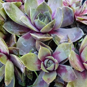 6 x joubarbe 'othello - sempervivum 'othello'  - godet 9x9 cm