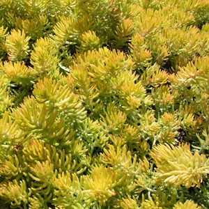 Orpin réfléchi  - sedum reflexum 'angelina'  - godet 9x9 cm