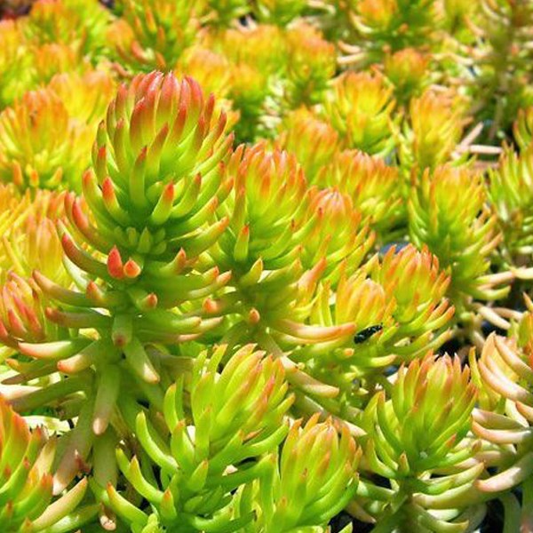 Arborix - 6 x orpin réfléchi  - sedum reflexum 'angelina'  - godet 9x9 cm