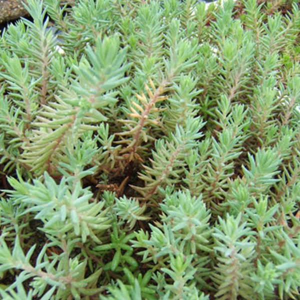 Arborix - 6 x orpin réfléchi - sedum reflexum  - godet 9x9 cm