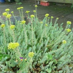 6 x orpin réfléchi - sedum reflexum  - godet 9x9 cm