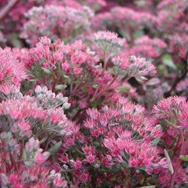 6 x orpin 'ruby glow' - sedum 'robustum' (= 'ruby glow')  - godet 9x9 cm