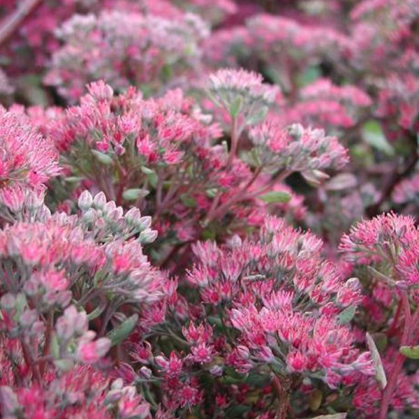 Arborix - 6 x orpin 'ruby glow' - sedum 'robustum' (= 'ruby glow')  - godet 9x9 cm