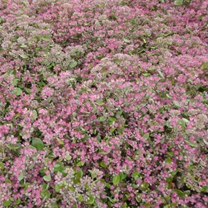 6 x orpin 'ruby glow' - sedum 'robustum' (= 'ruby glow')  - godet 9x9 cm