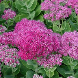 6 x orpin remarquable 'brilliant' - sedum spectabile 'brillant'  - godet 9x9 cm