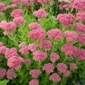 6 x orpin remarquable 'brilliant' - sedum spectabile 'brillant'  - godet 9x9 cm