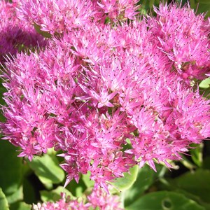 Orpin  - sedum spectabile 'carmen'  - godet 9x9 cm