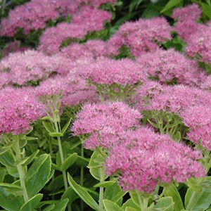 6 x orpin  - sedum spectabile 'carmen'  - godet 9x9 cm
